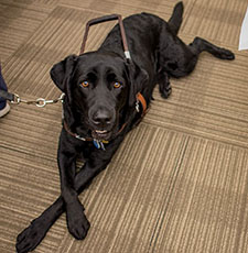 black lab with harness