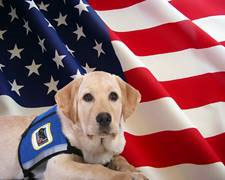 yellow lab in front of an american flag